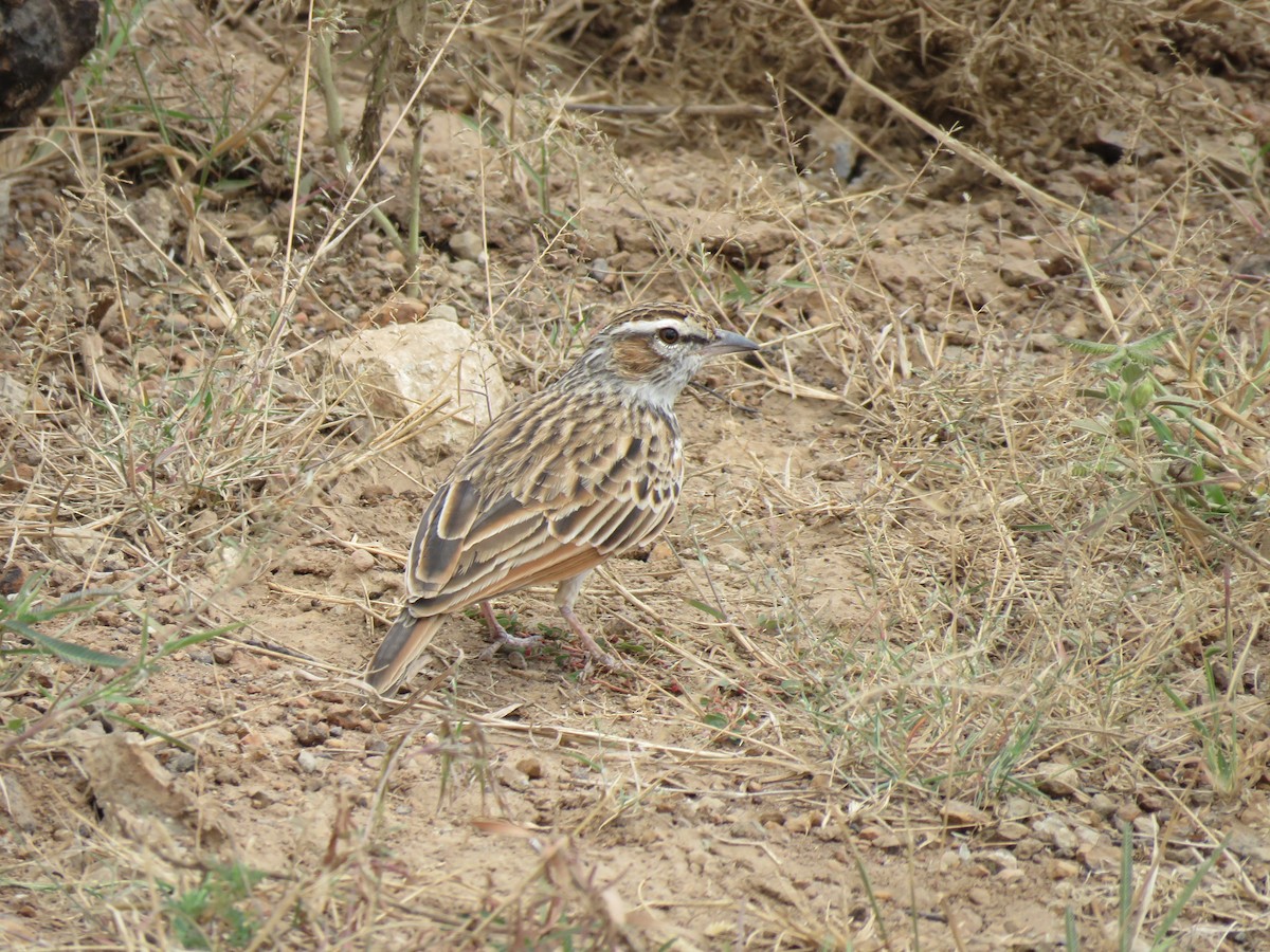 Fawn-colored Lark (Foxy) - ML623413358