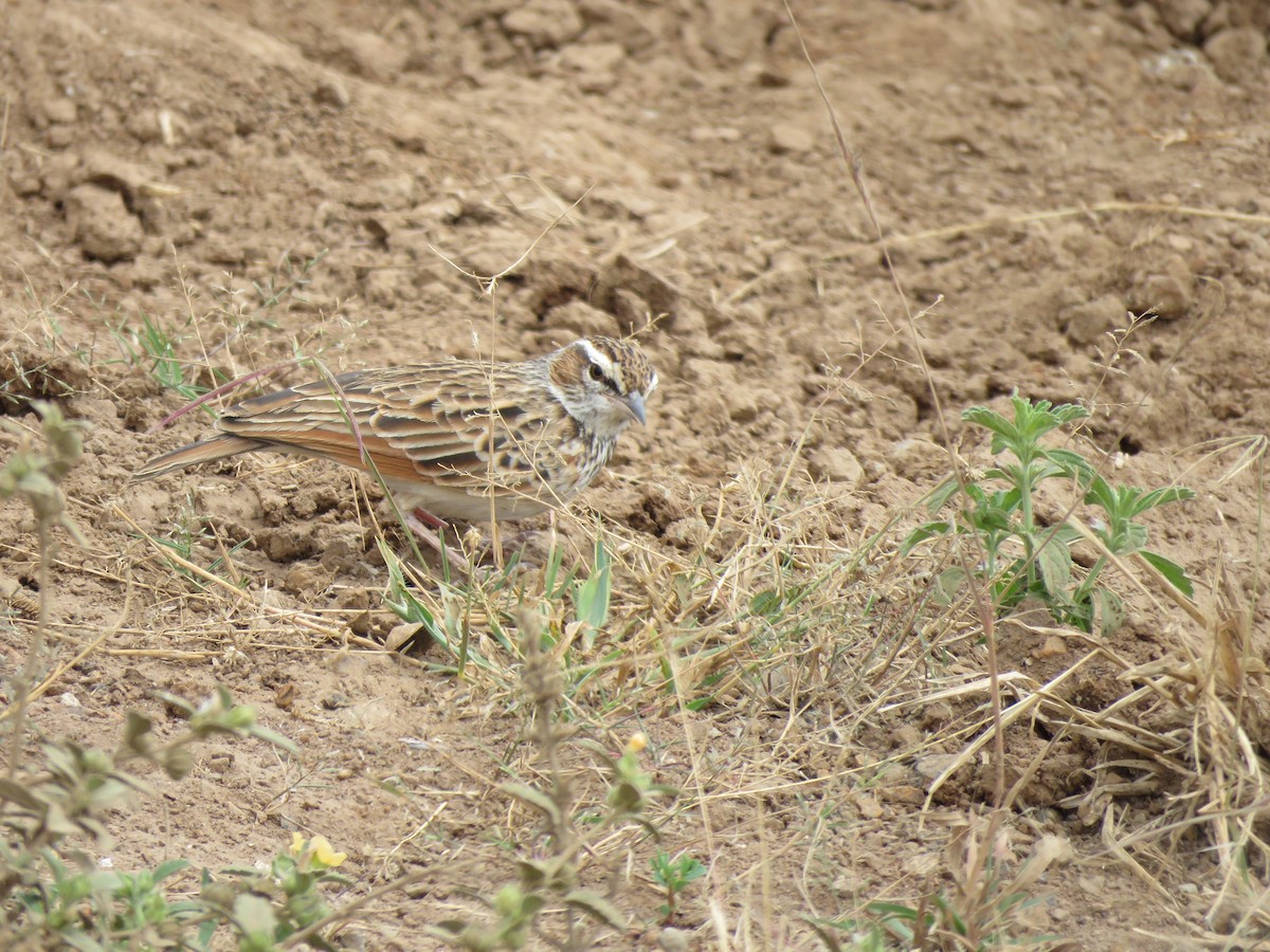 Fawn-colored Lark (Foxy) - ML623413359