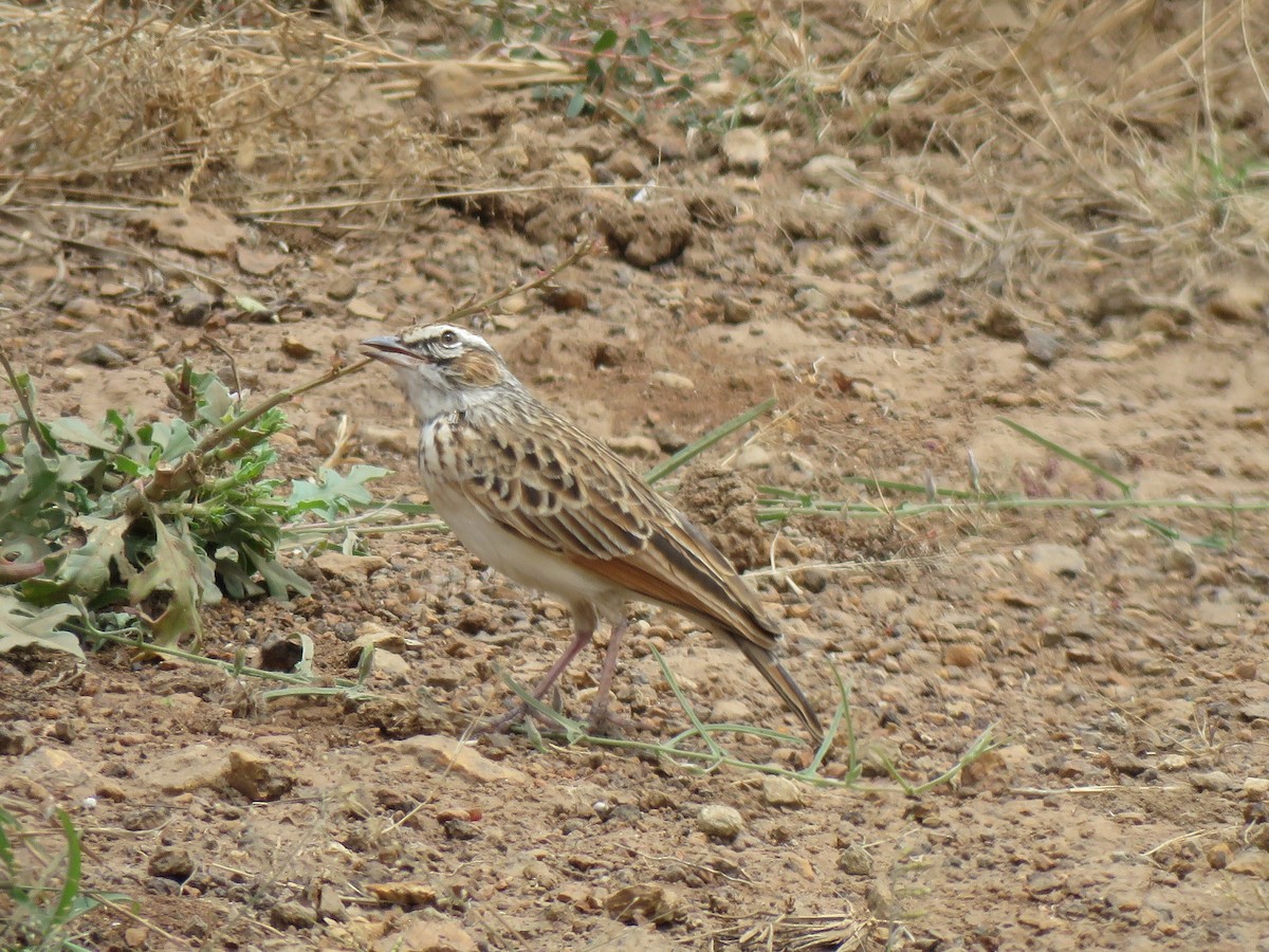 Fawn-colored Lark (Foxy) - ML623413366