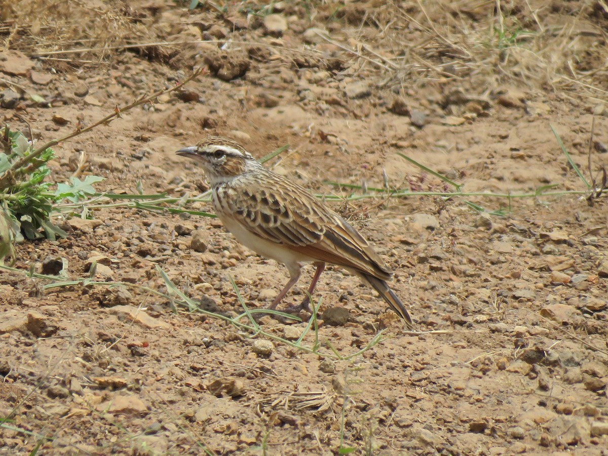 Fawn-colored Lark (Foxy) - ML623413370