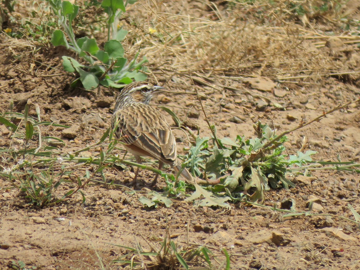 Fawn-colored Lark (Foxy) - ML623413372