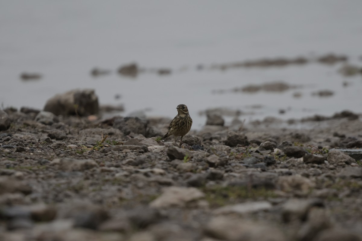 American Pipit - ML623413374