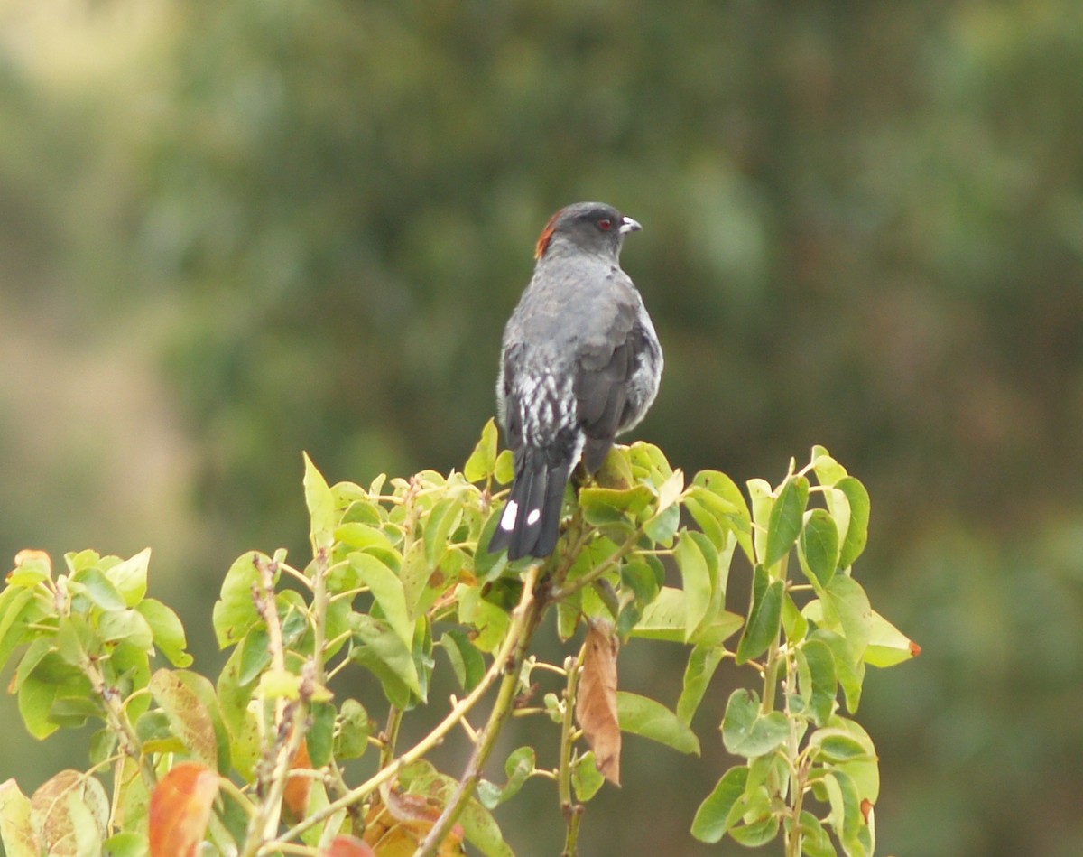 Red-crested Cotinga - ML623413391
