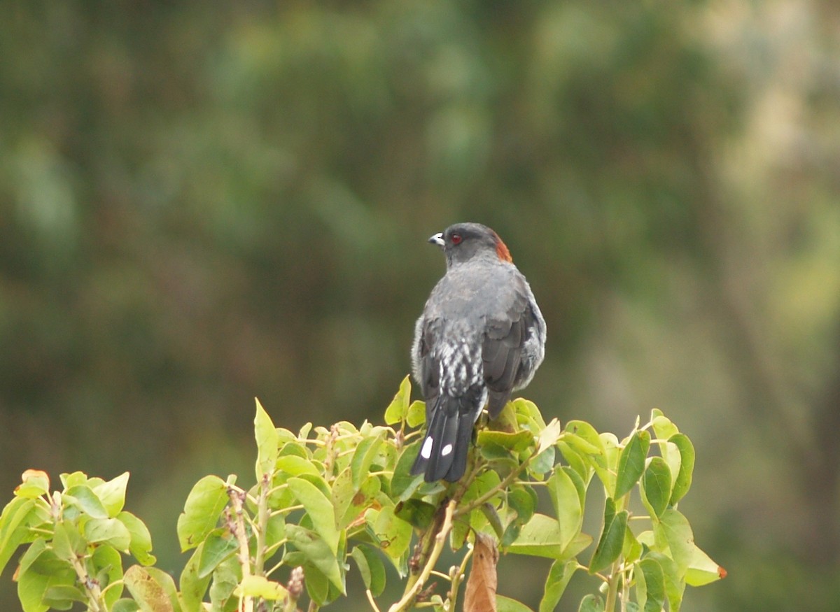 Red-crested Cotinga - ML623413392