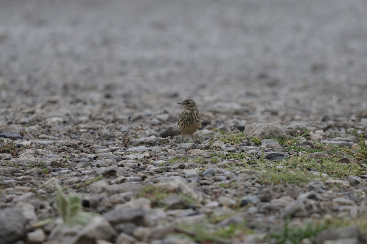 American Pipit - ML623413403