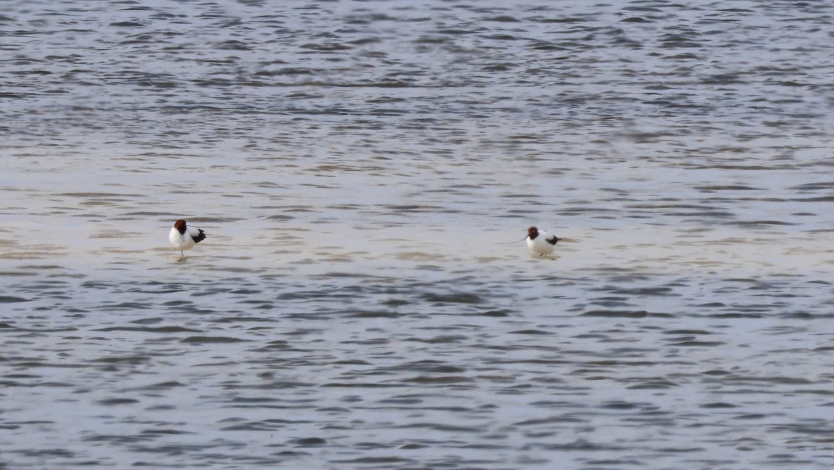 Red-necked Avocet - ML623413409