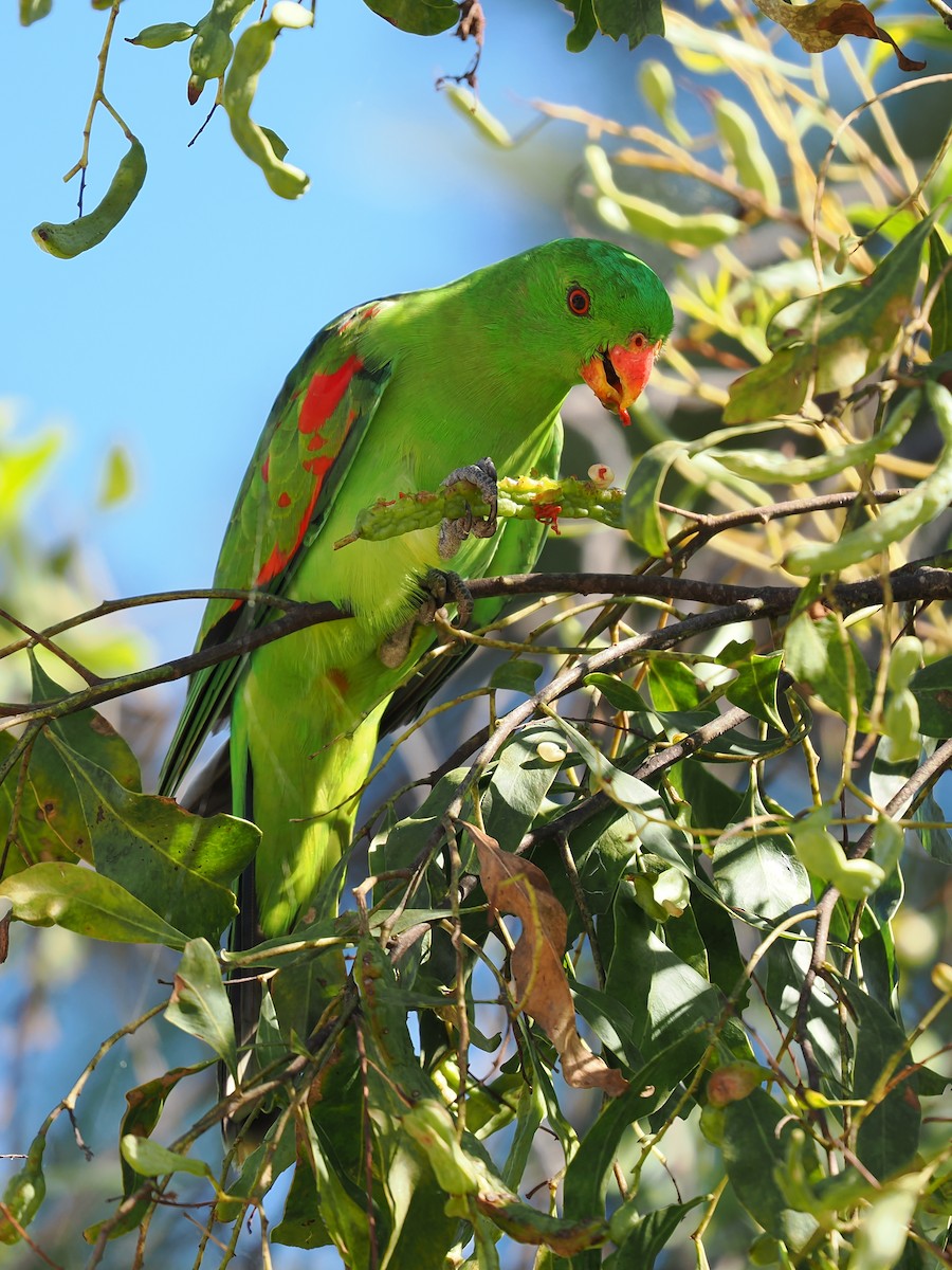 Red-winged Parrot - ML623413417