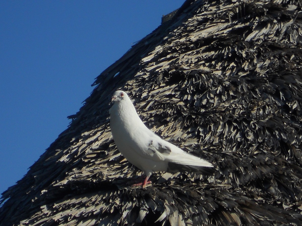 quail-dove sp. - ML623413425