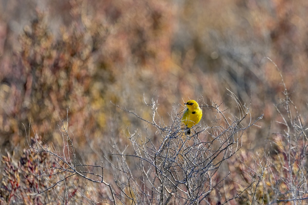 Yellow Chat - ML623413439