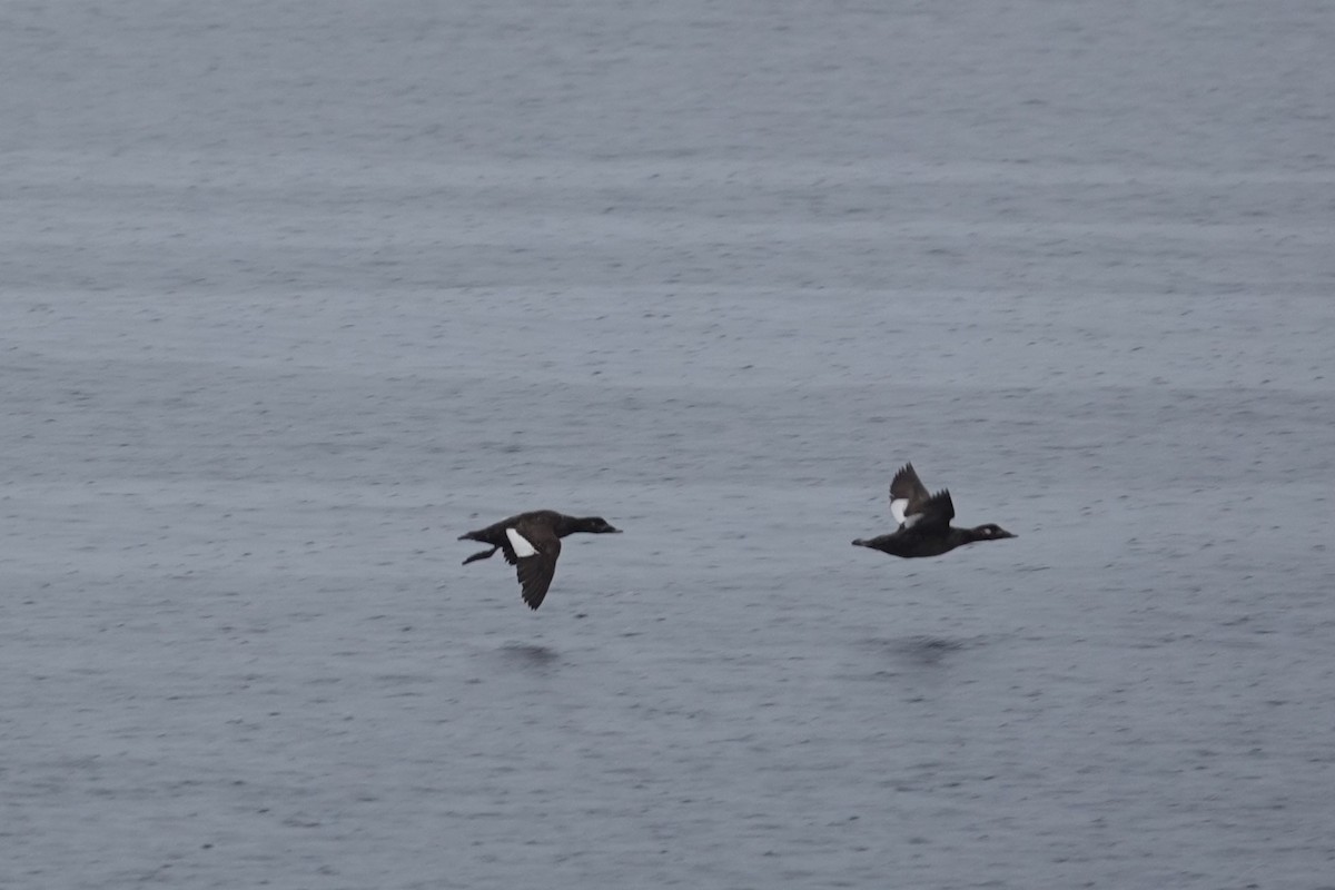 White-winged Scoter - ML623413471