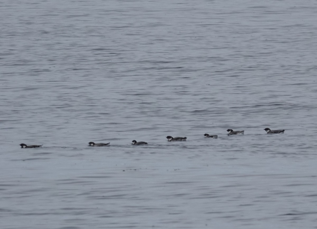 Ancient Murrelet - ML623413479