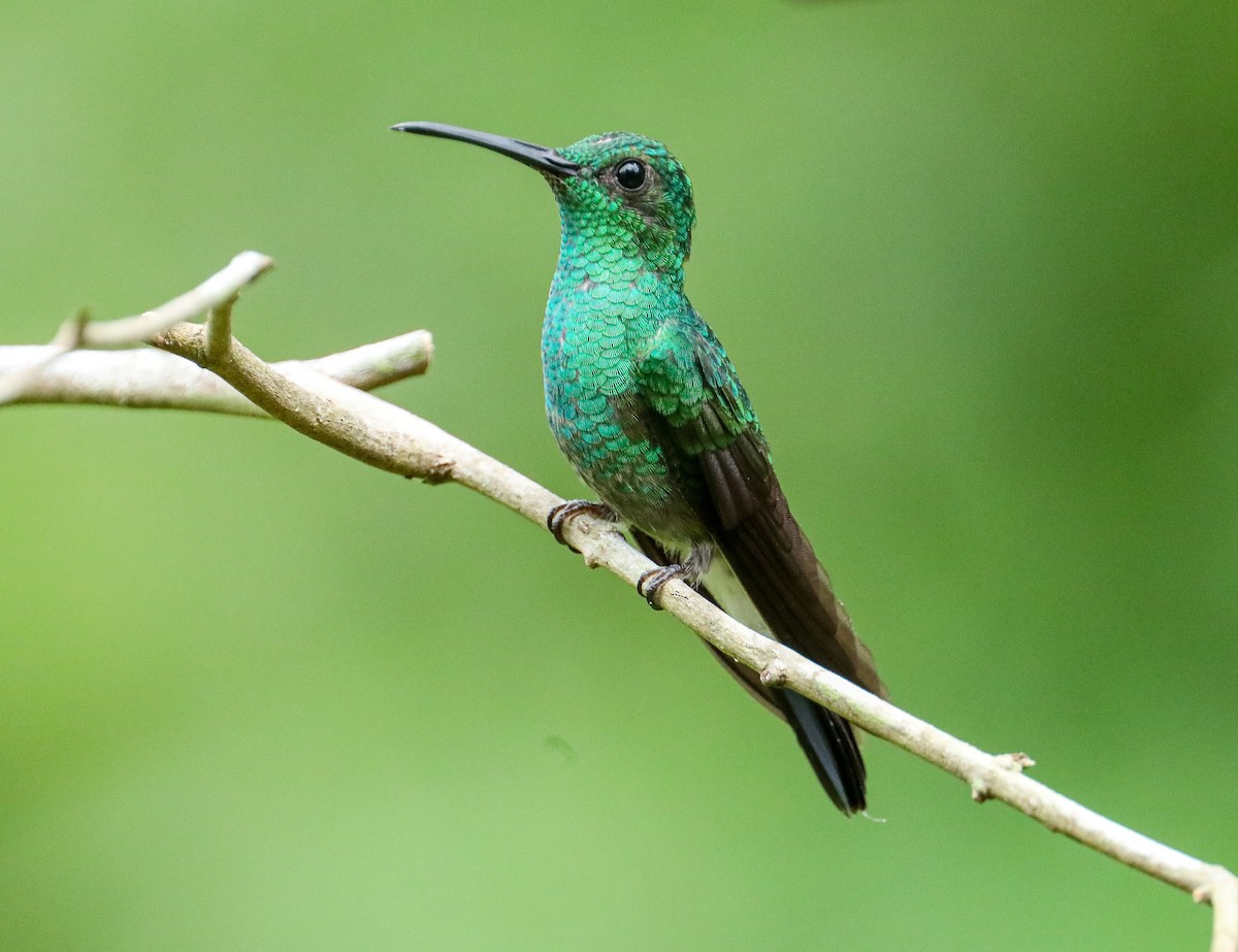 White-vented Plumeleteer - Karaleah Reichart Bercaw