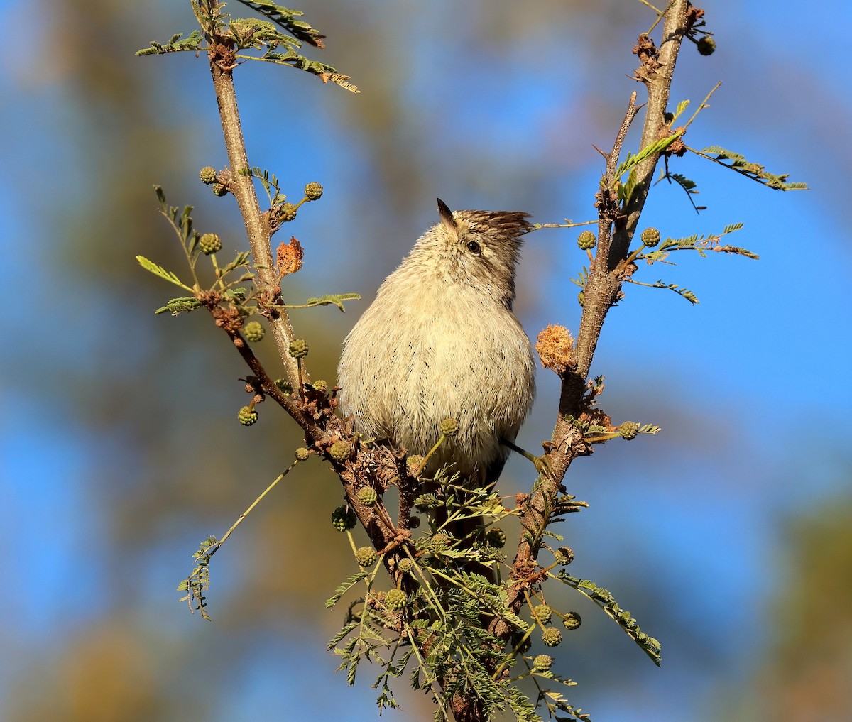 Tufted Tit-Spinetail - ML623413519