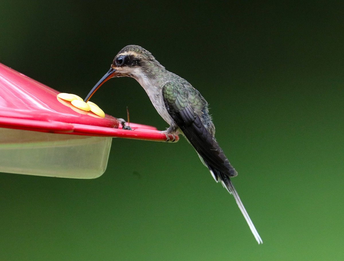 Pale-bellied Hermit - ML623413528