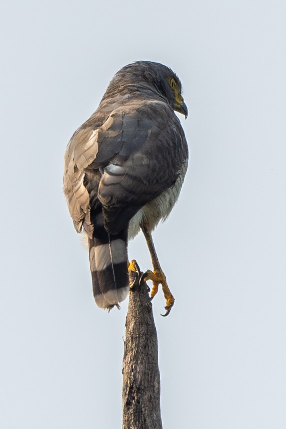 Roadside Hawk - ML623413531