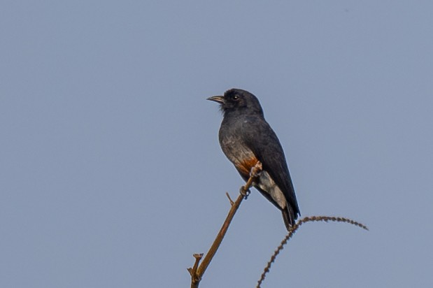 Swallow-winged Puffbird - ML623413532