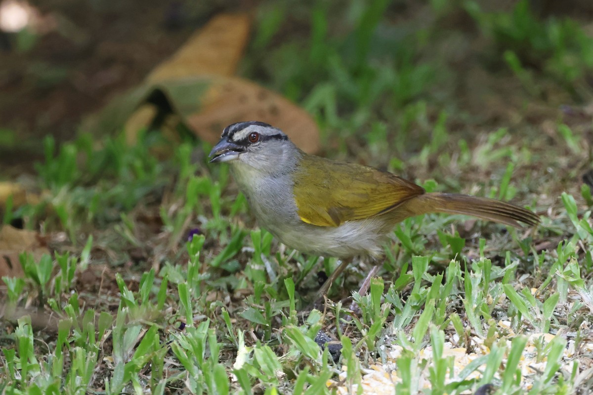 Black-striped Sparrow - ML623413534