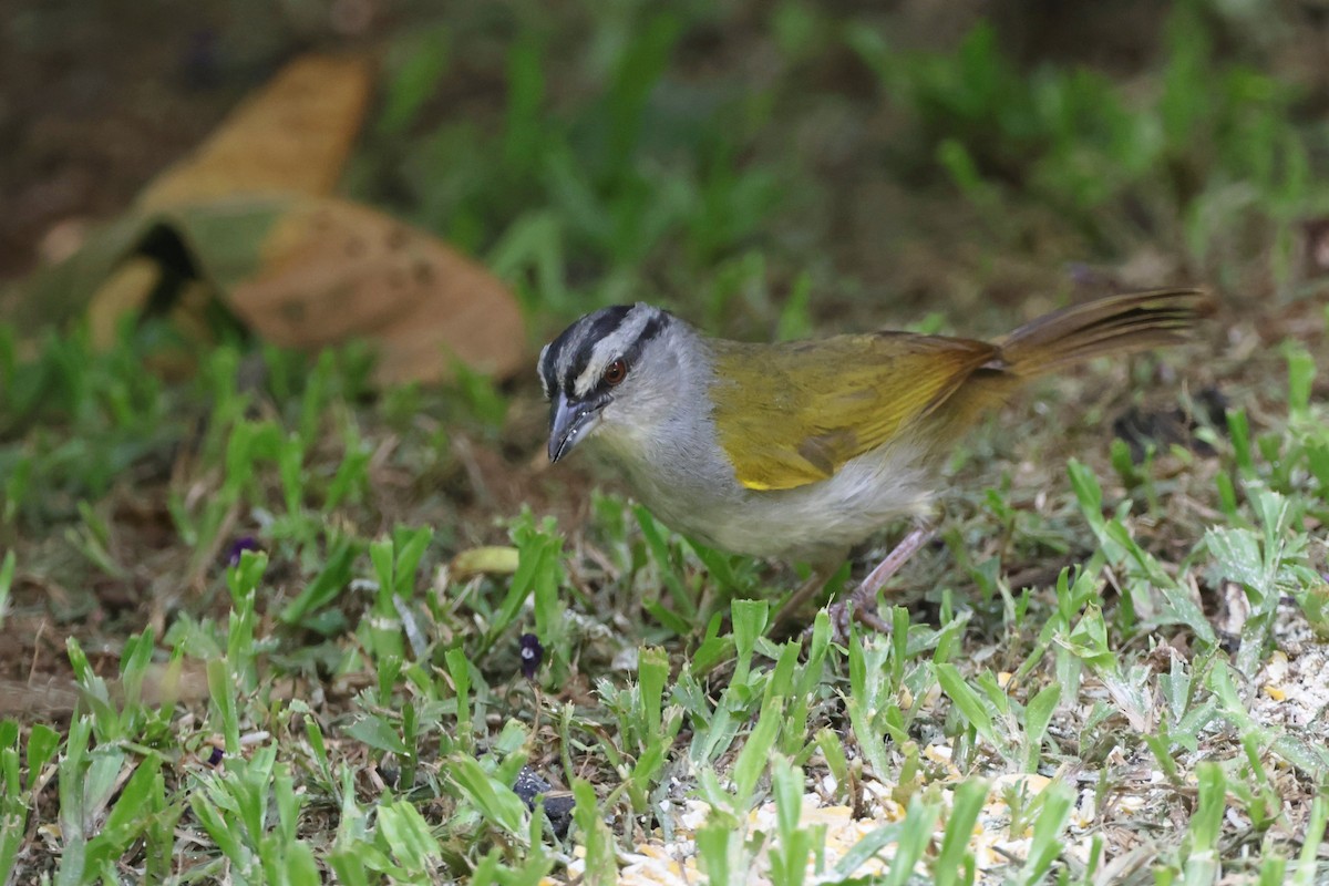 Black-striped Sparrow - ML623413536