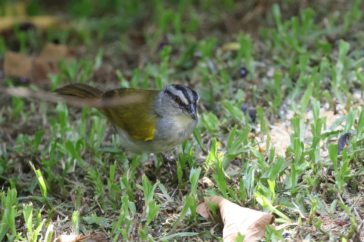 Black-striped Sparrow - ML623413539