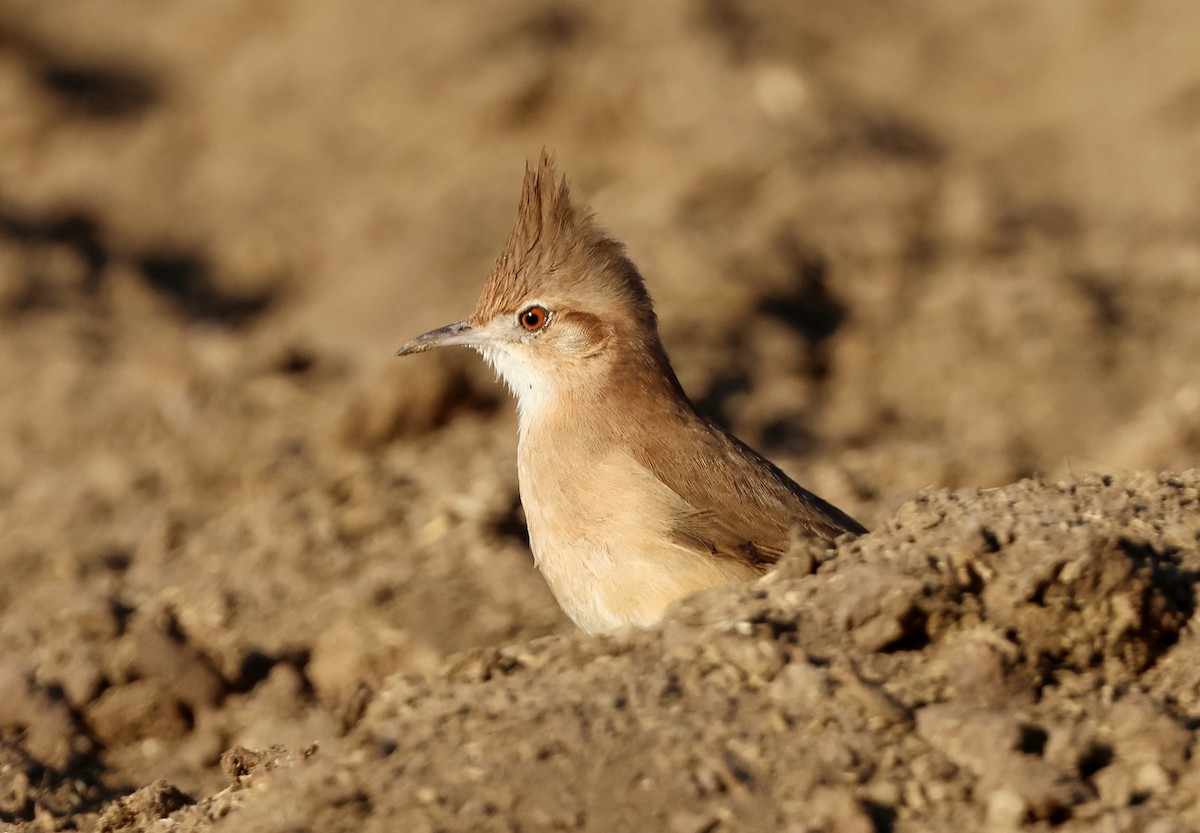 Crested Hornero - ML623413547