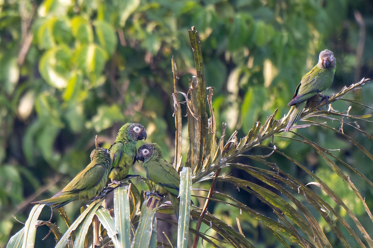 Dusky-headed Parakeet - ML623413554