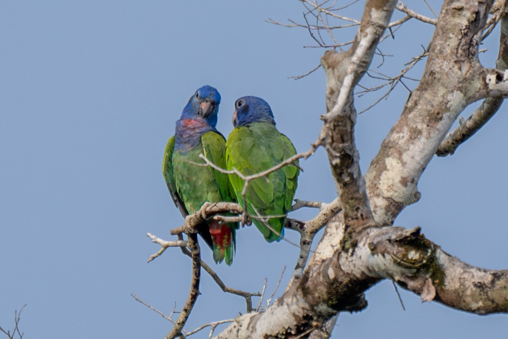 Blue-headed Parrot - ML623413587