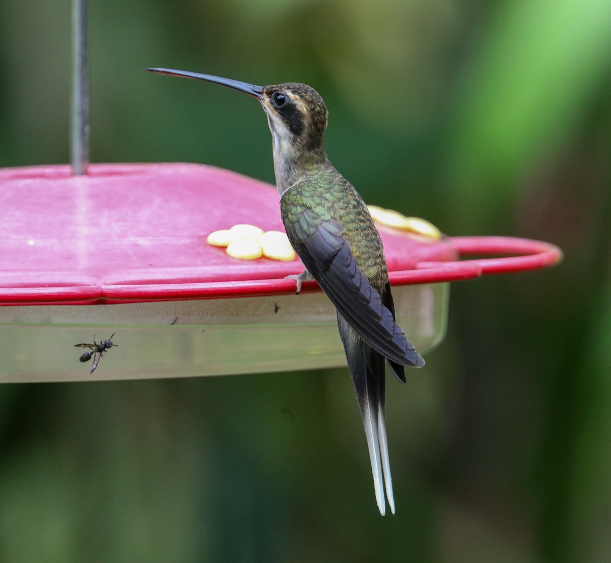 Pale-bellied Hermit - ML623413590