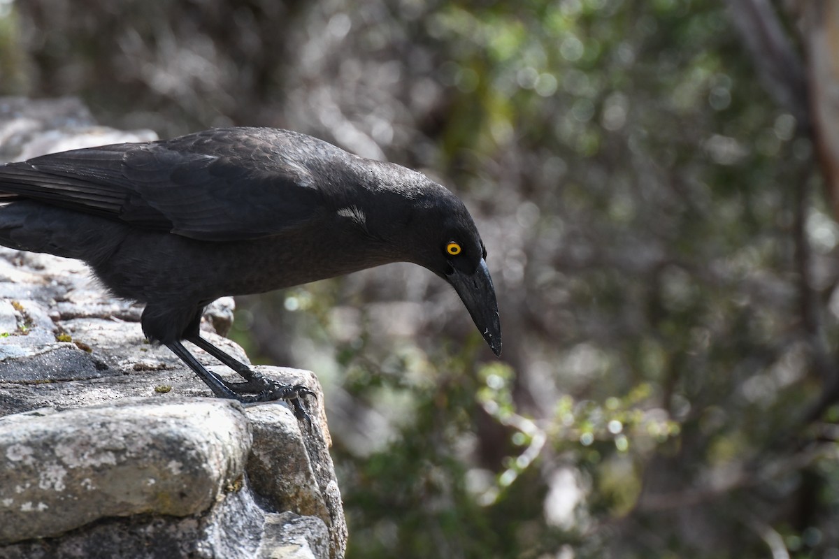 Black Currawong - ML623413592