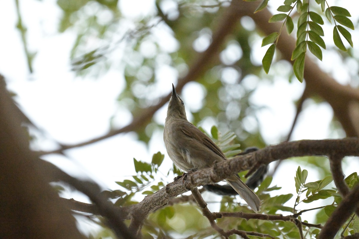 White-gaped Honeyeater - ML623413606