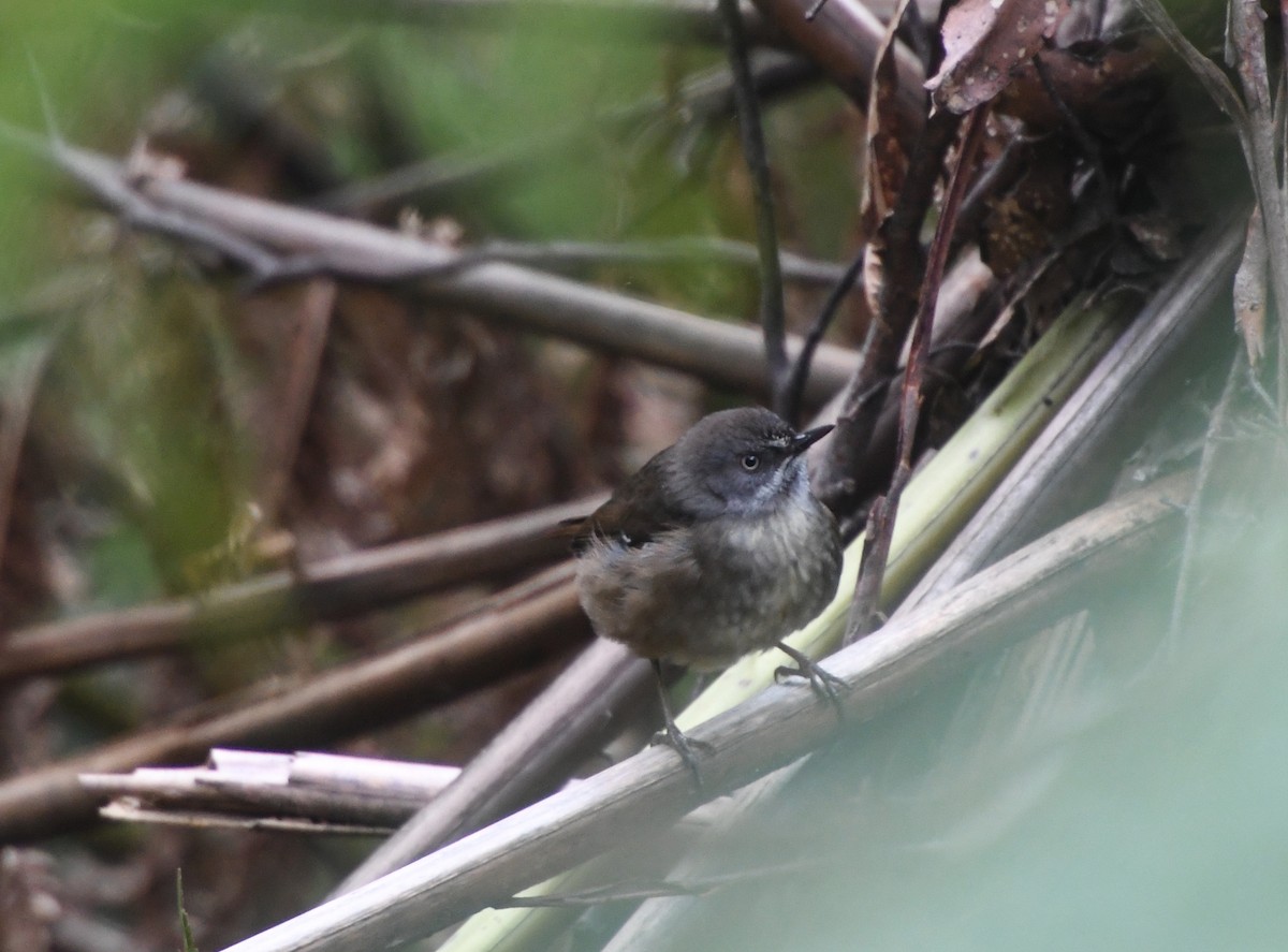 Tasmanian Scrubwren - ML623413622