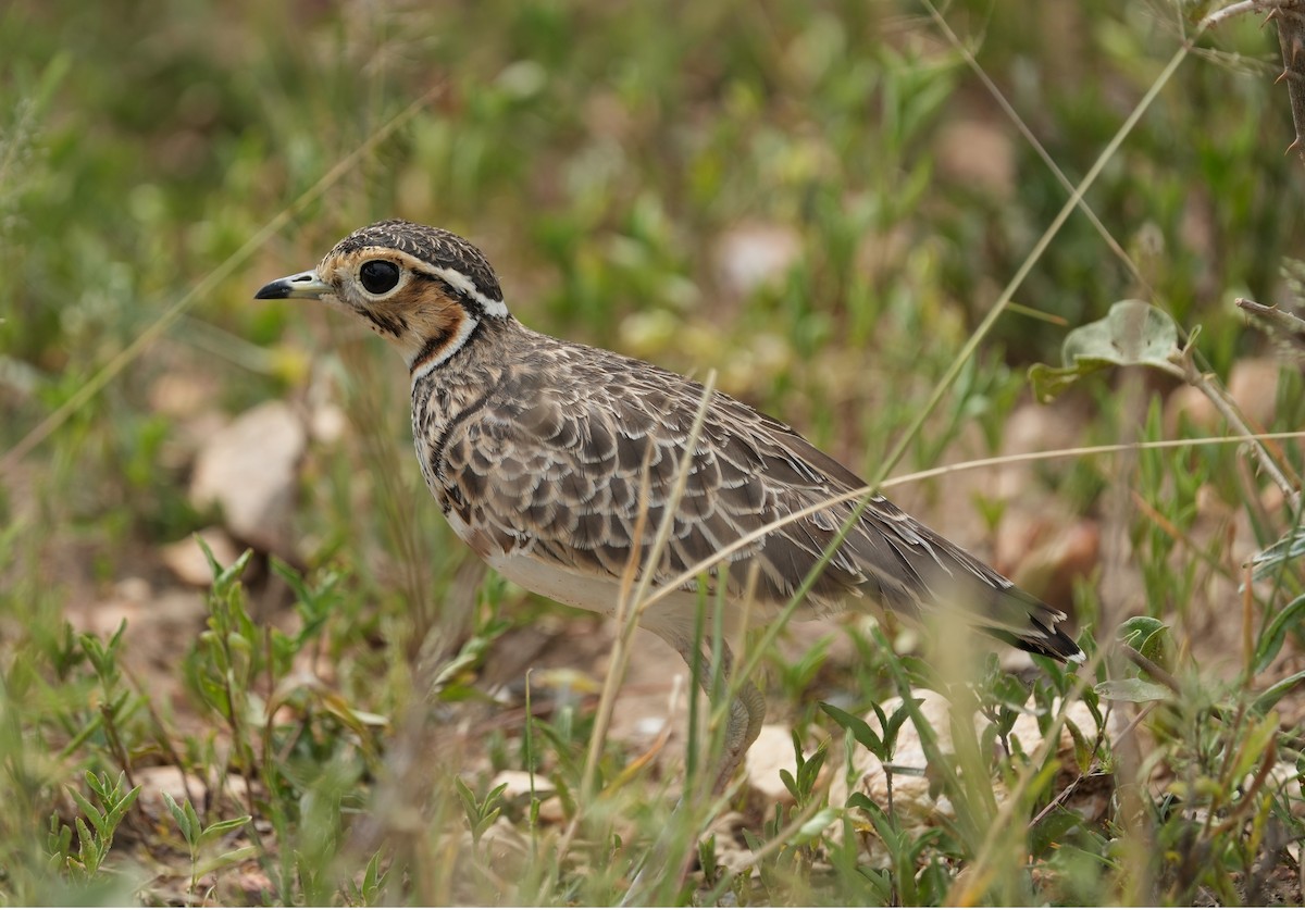 Three-banded Courser - ML623413623