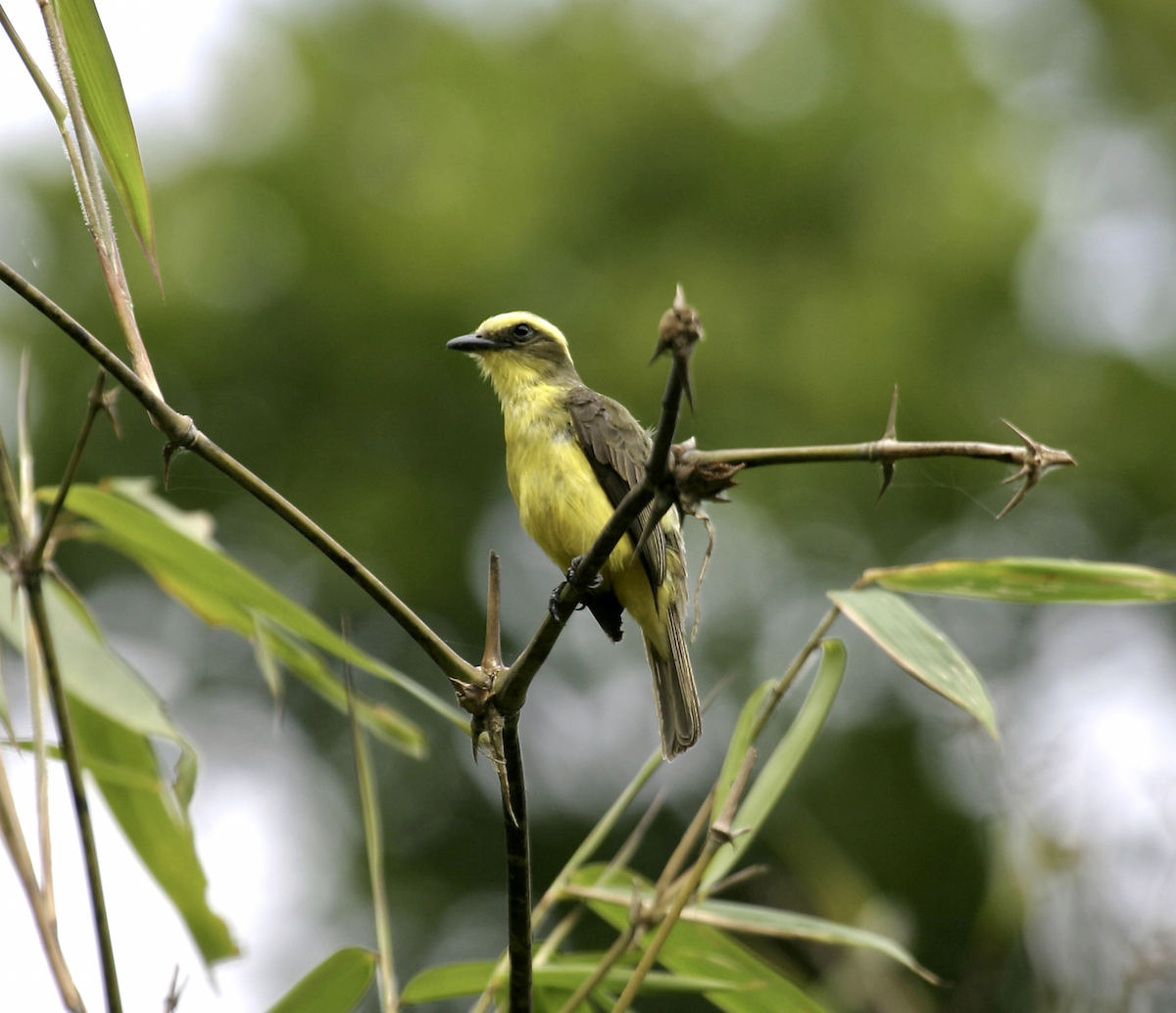 Lemon-browed Flycatcher - ML623413630