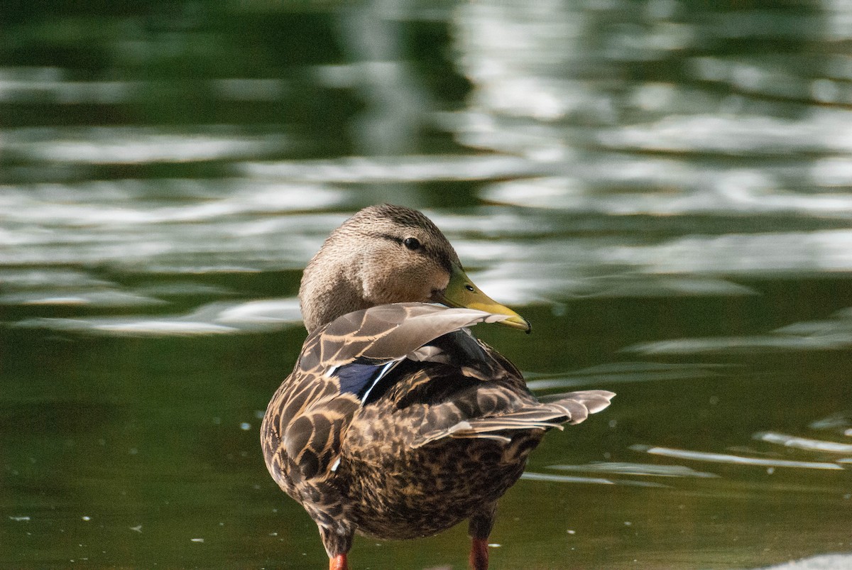 Mexican Duck - ML623413637