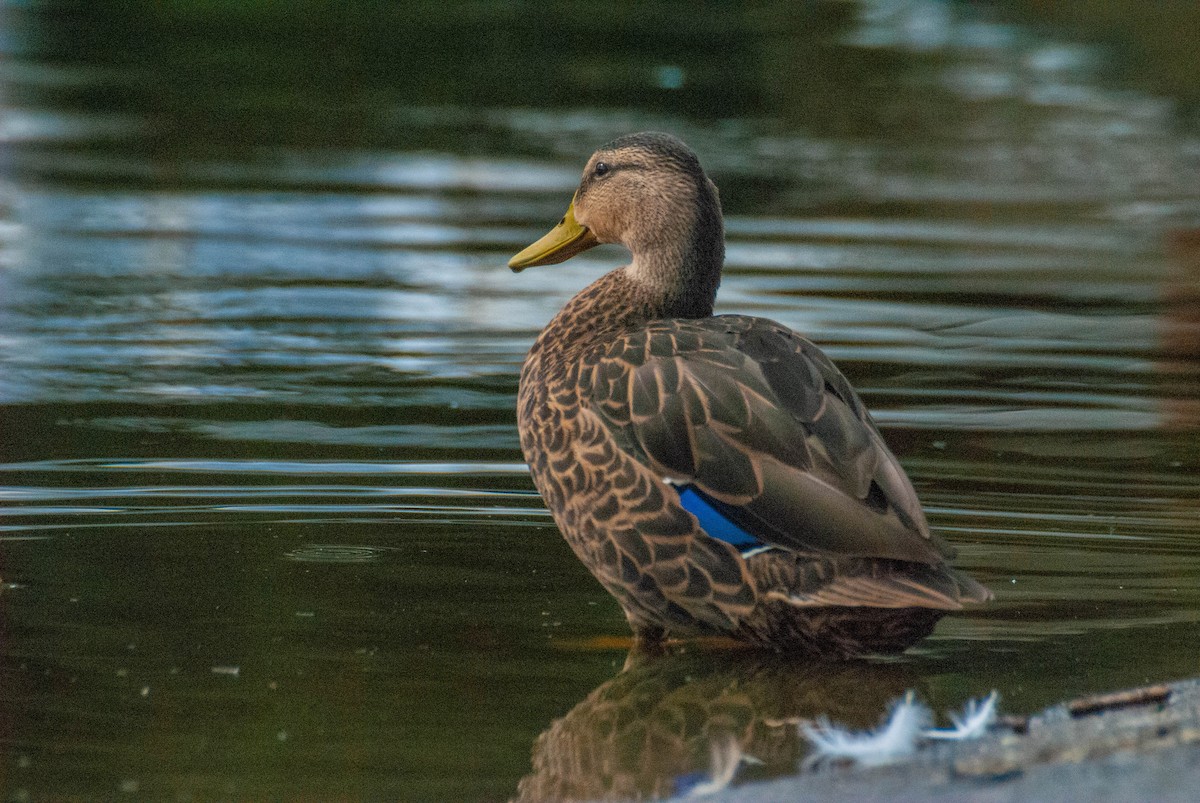 Mexican Duck - ML623413638