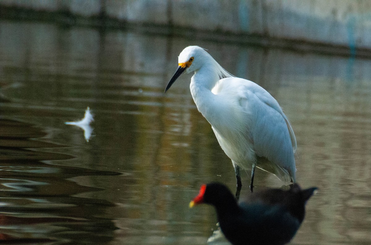 Snowy Egret - ML623413643