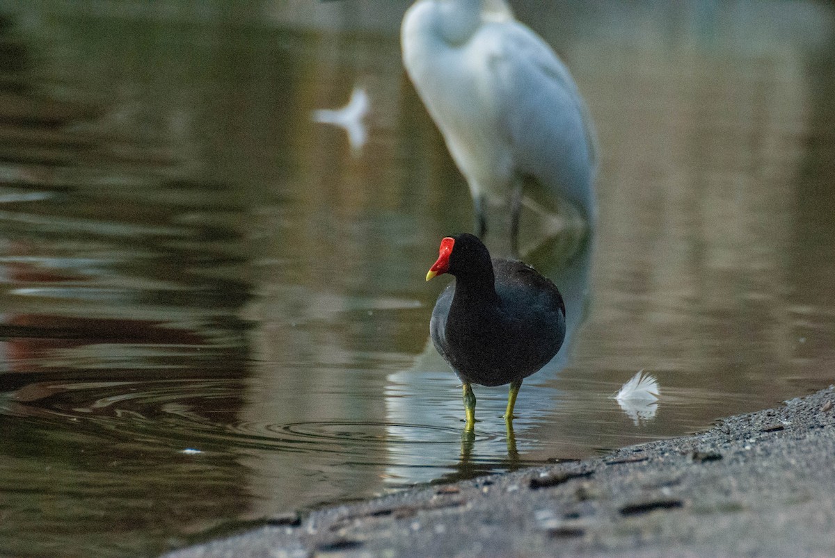 Common Gallinule - ML623413670