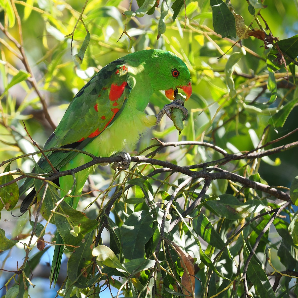 Red-winged Parrot - ML623413671