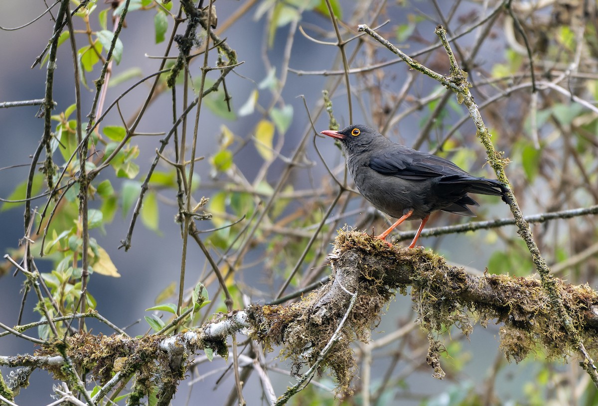 Great Thrush - ML623413677