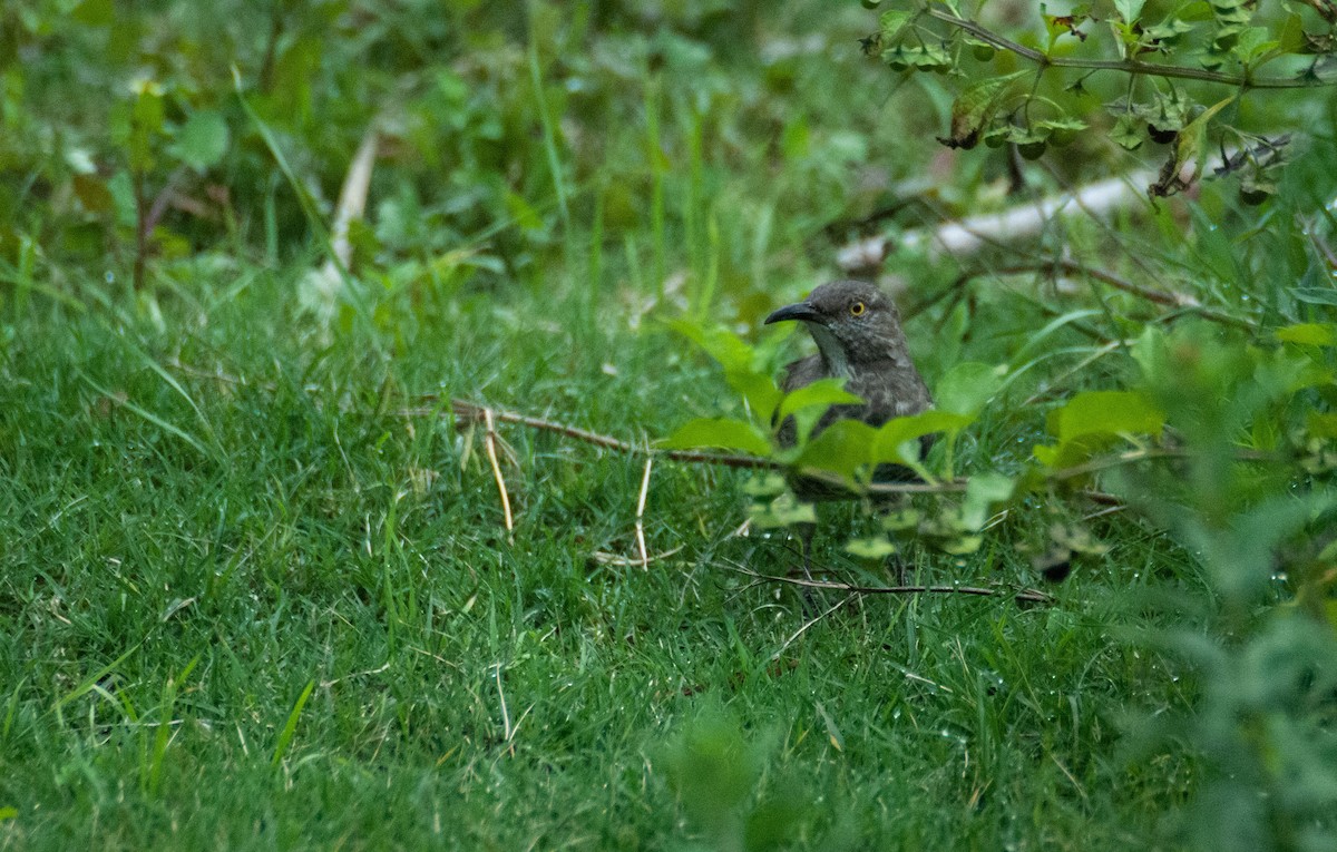 Curve-billed Thrasher - ML623413679