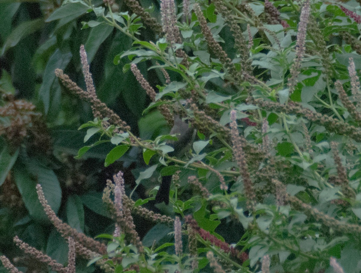 Gray Silky-flycatcher - Hanji Eduardo Alegría Ovando