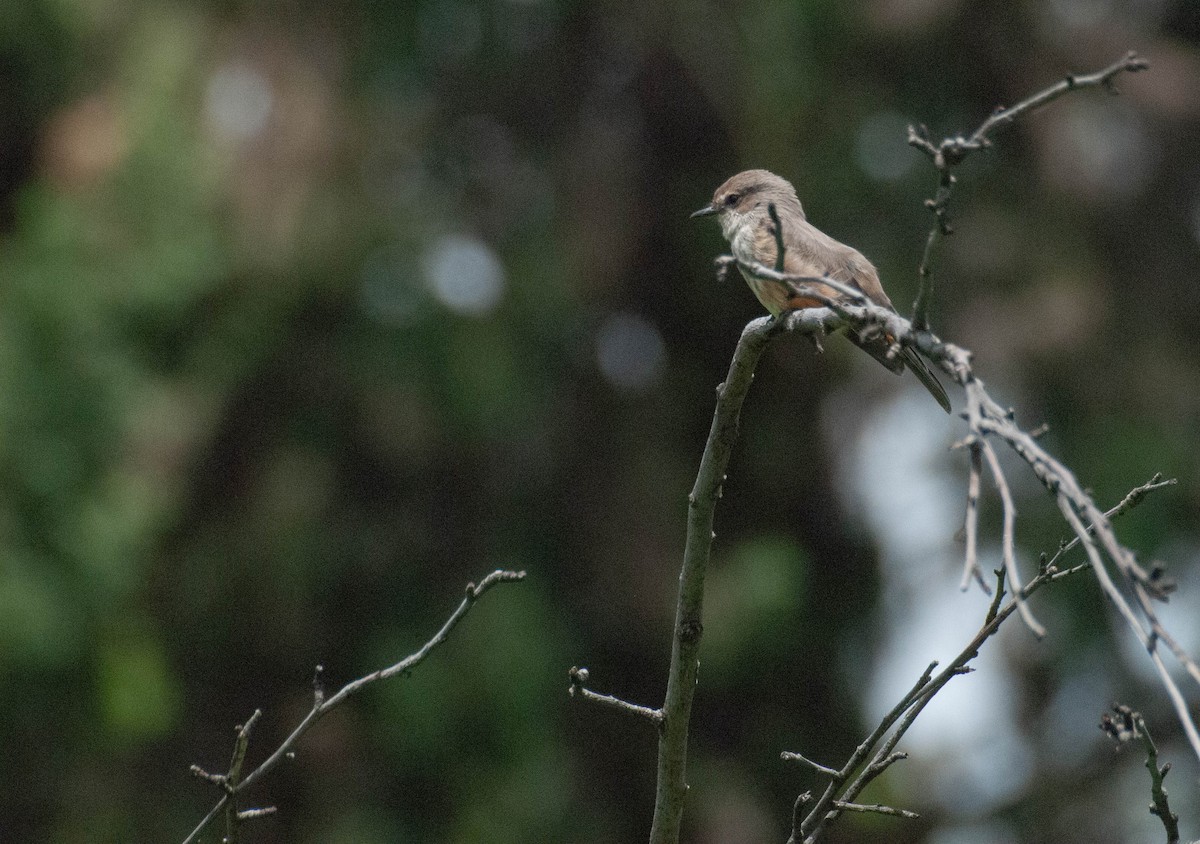 Vermilion Flycatcher - Hanji Eduardo Alegría Ovando