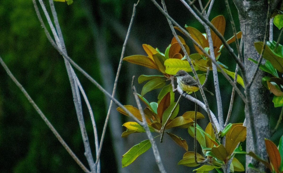 Vermilion Flycatcher - ML623413702