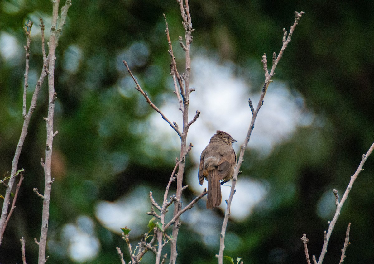 Canyon Towhee - ML623413724