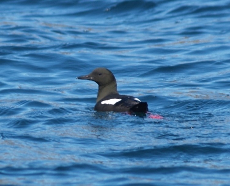 Black Guillemot - ML623413831