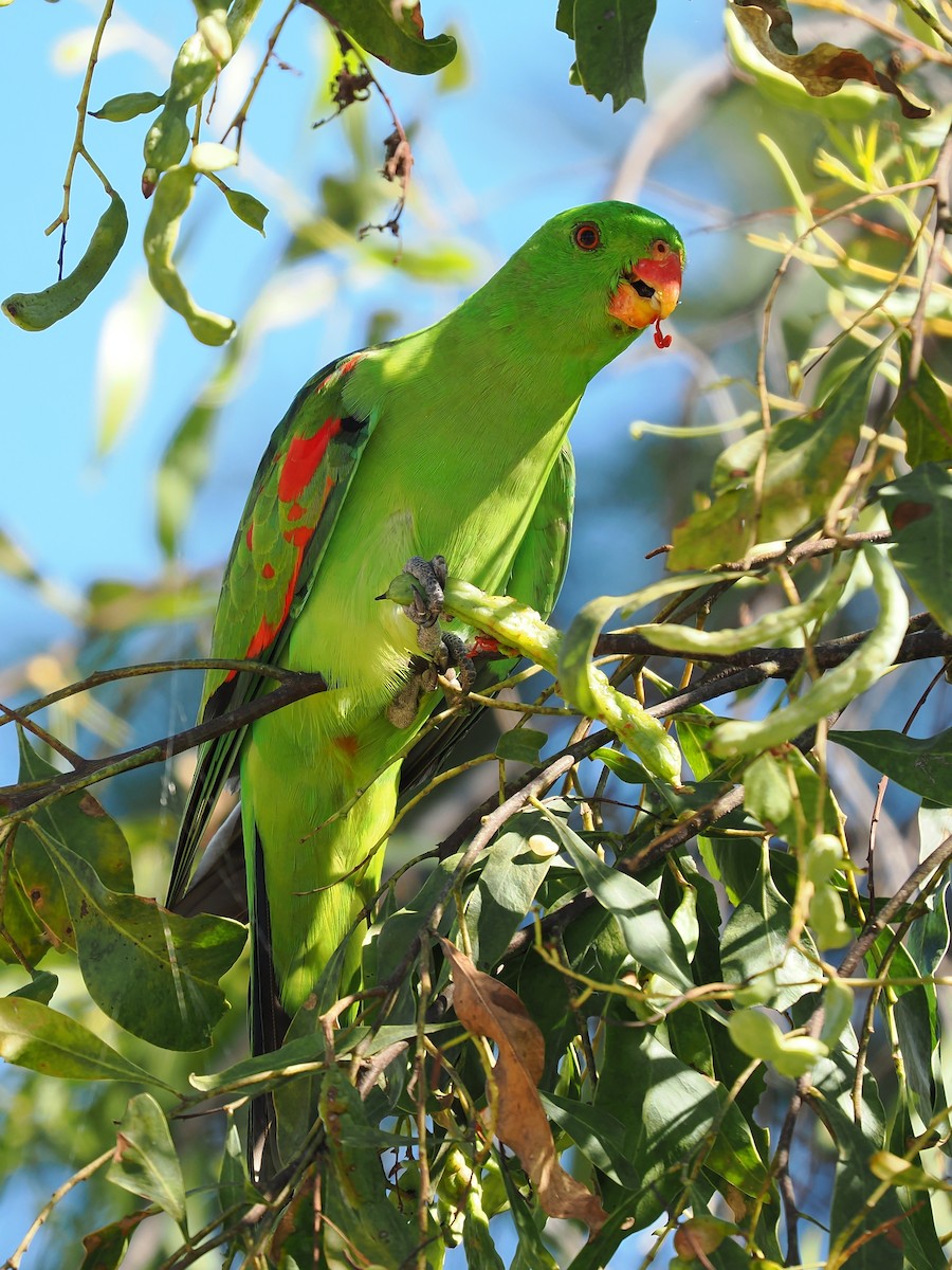 Red-winged Parrot - ML623413837