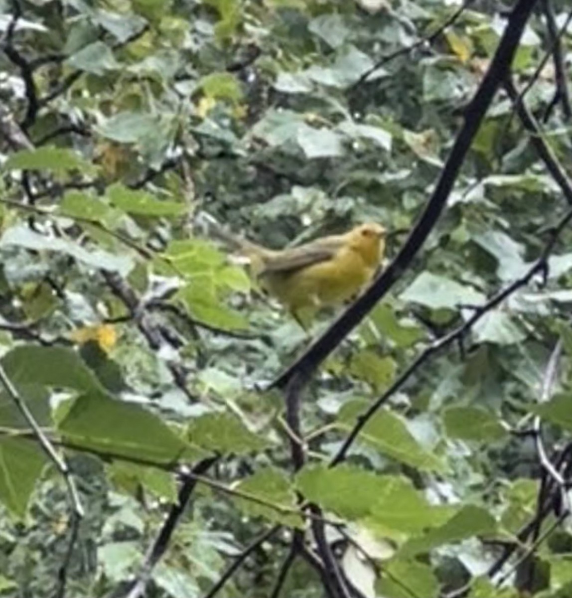 Wilson's Warbler - ML623413905