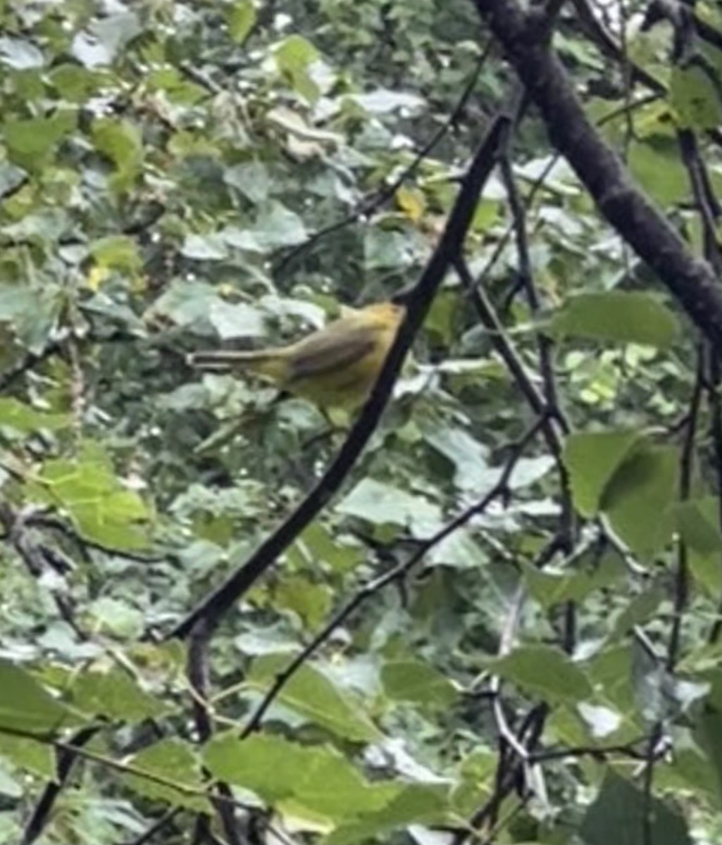 Wilson's Warbler - Anthony Newcomer