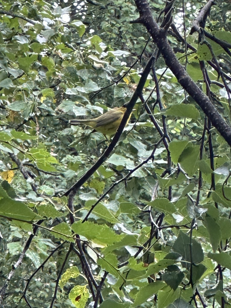 Wilson's Warbler - ML623413907