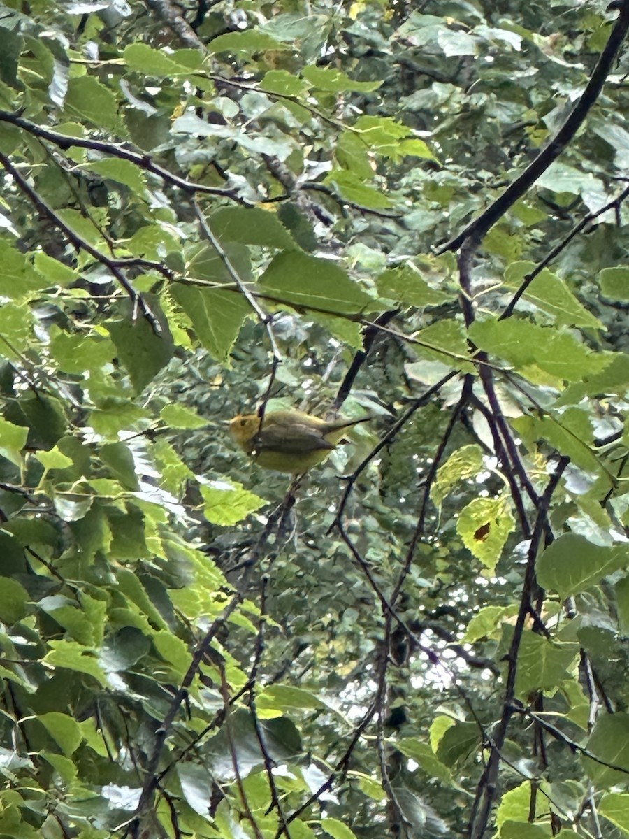 Wilson's Warbler - ML623413908