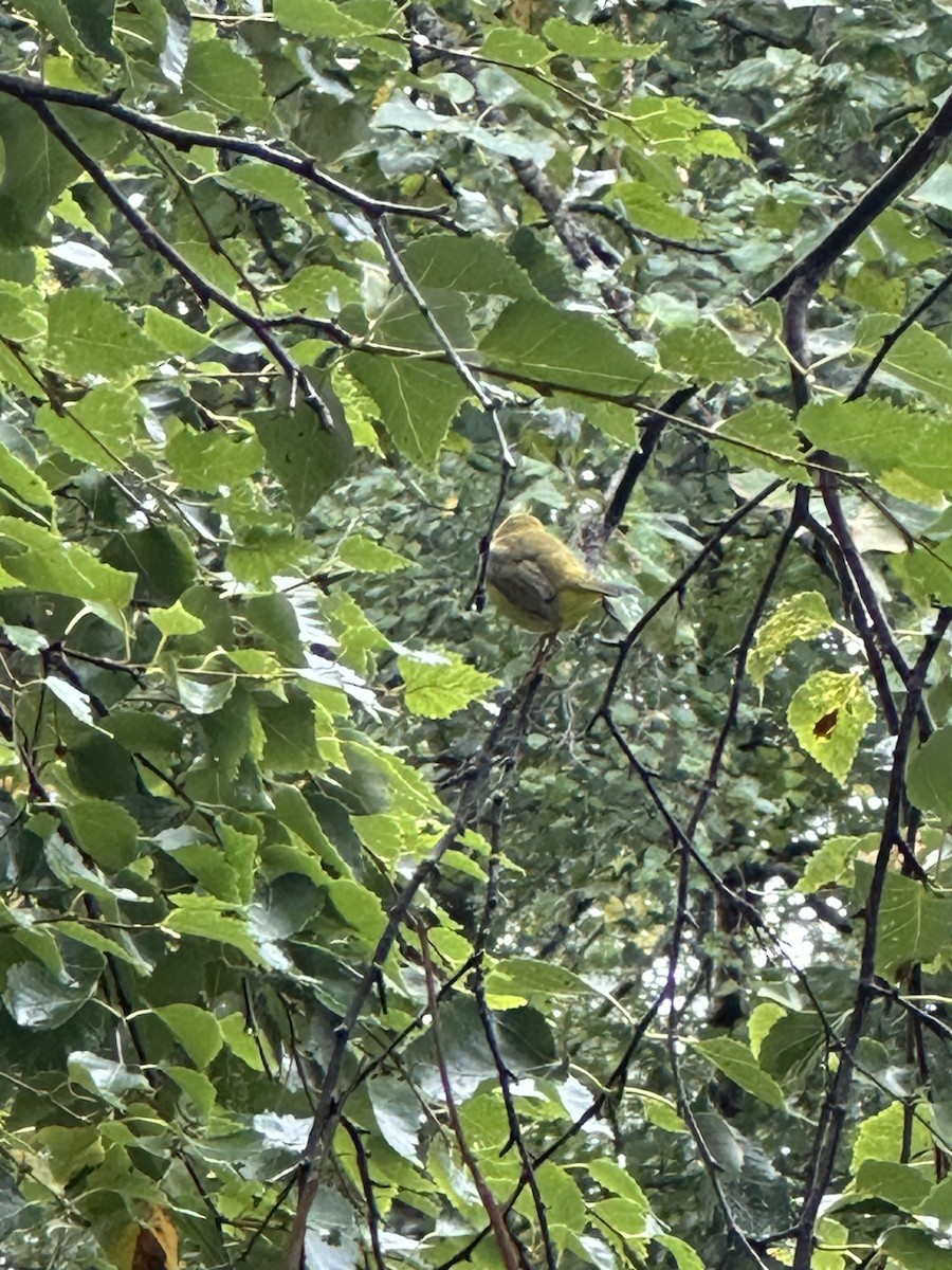 Wilson's Warbler - ML623413909